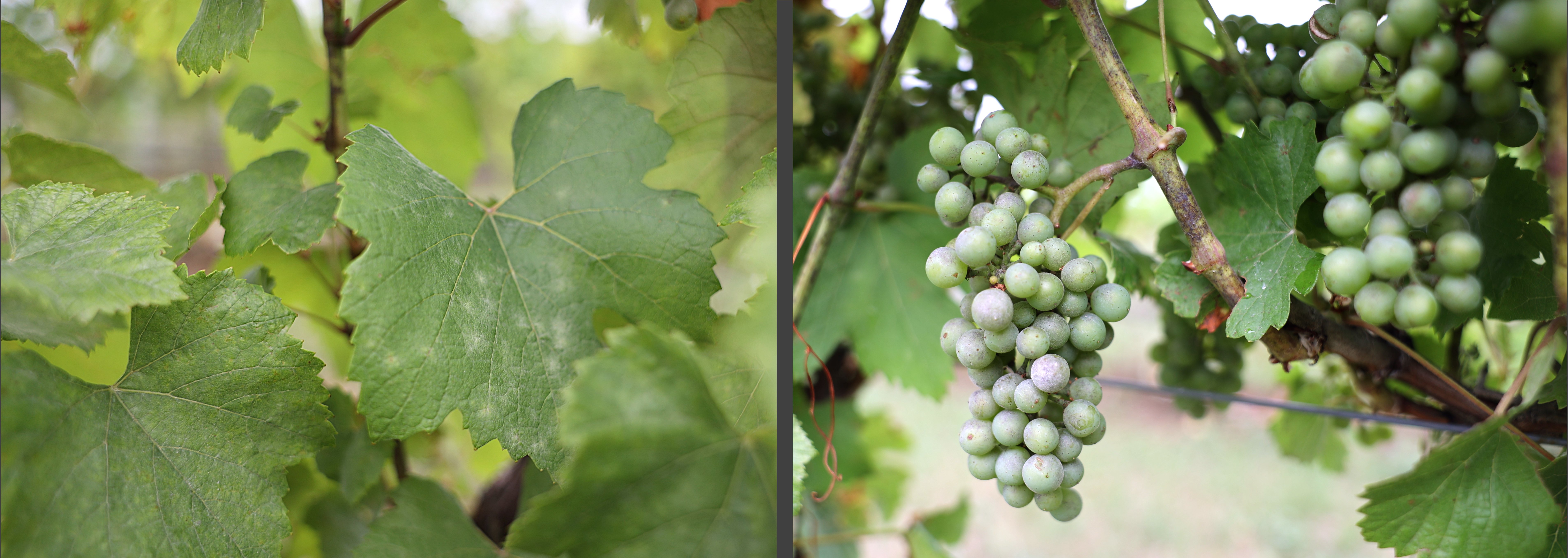 Powdery mildew infection on cluster and basal leaves and Phomopsis infection on shoots. 